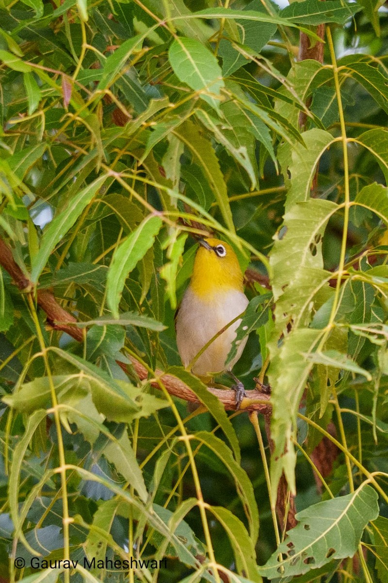 Indian White-eye - ML639456337