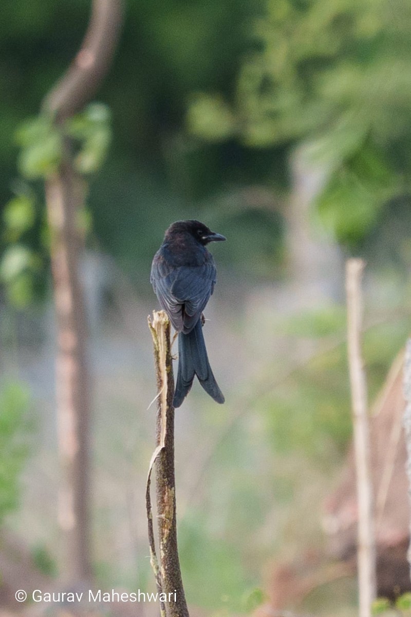 Black Drongo - ML639456393
