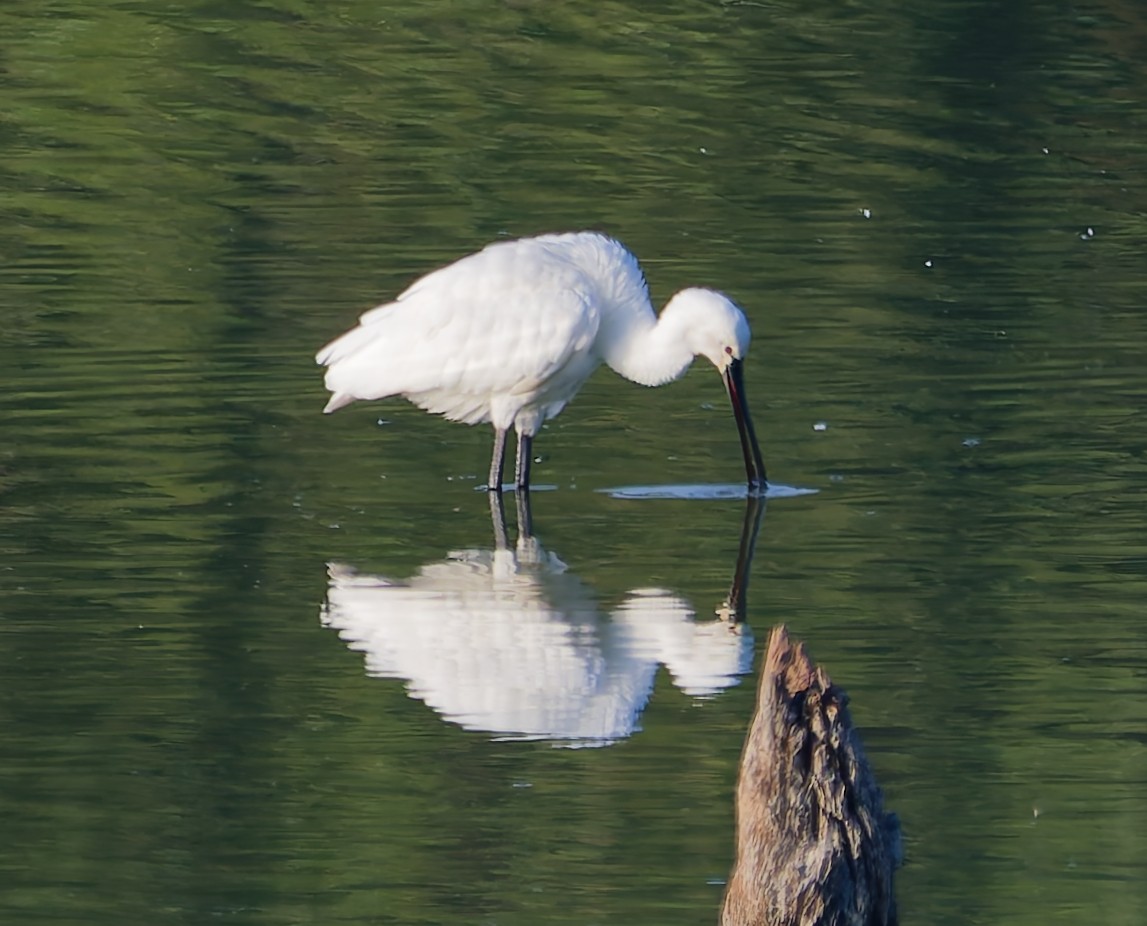 Kaşıkçı - ML639456408