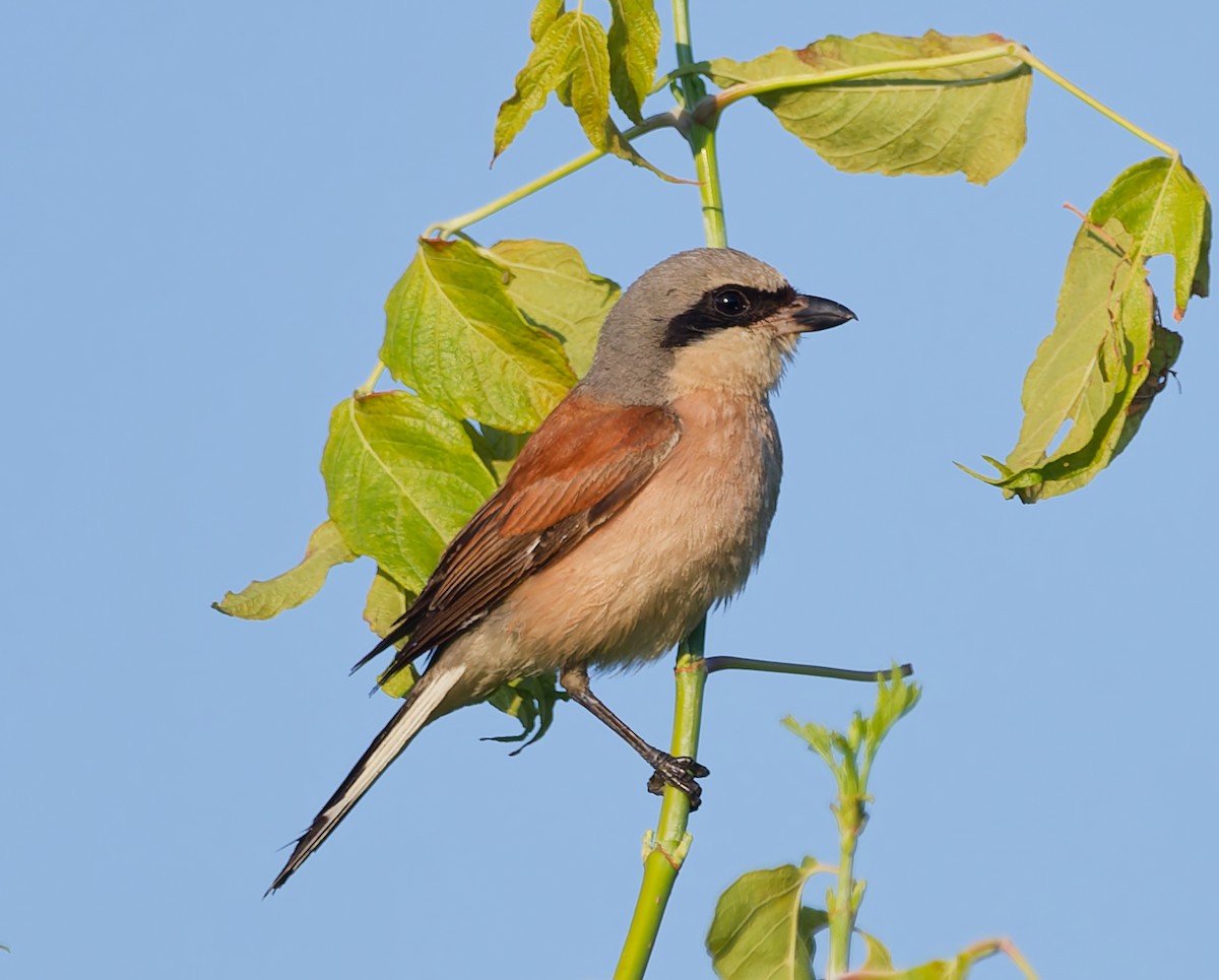 Kızıl Sırtlı Örümcekkuşu - ML639456411