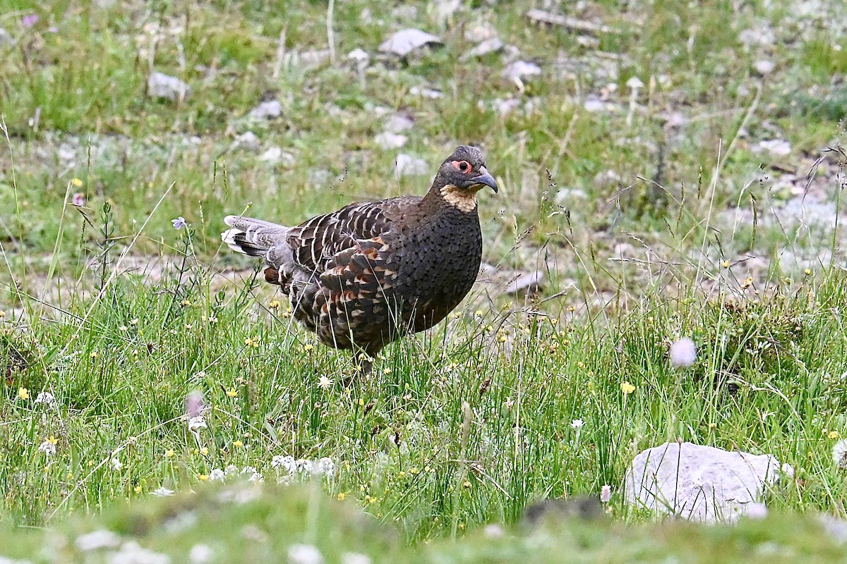 Buff-throated Monal-Partridge - ML639456502