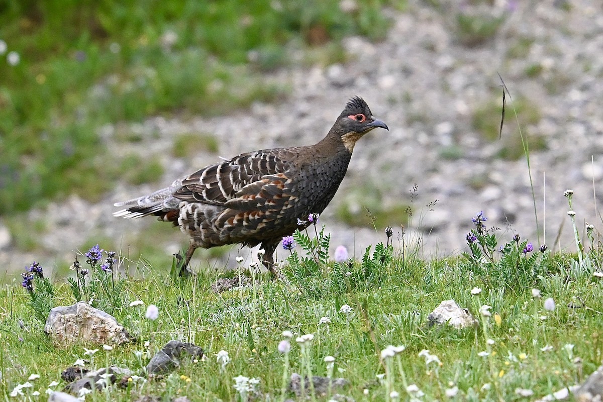 Buff-throated Monal-Partridge - ML639456505