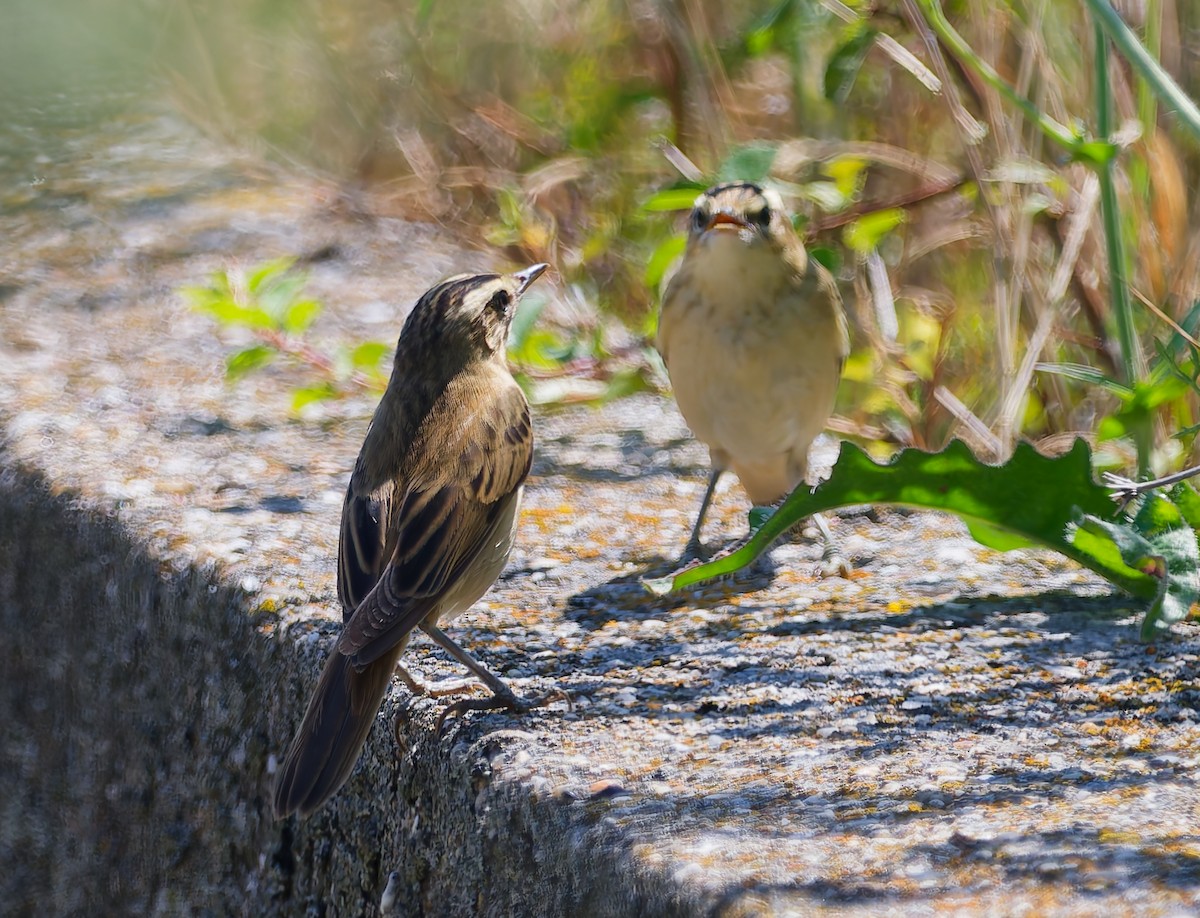 Sedge Warbler - ML639456709