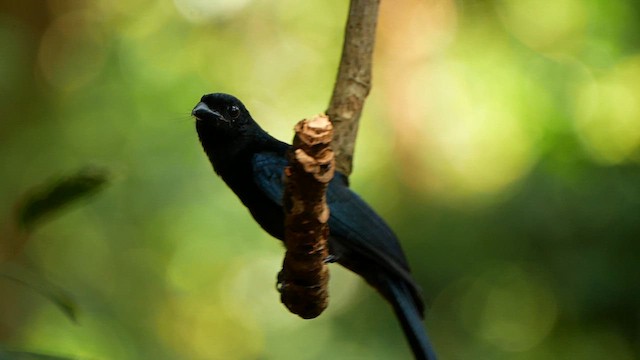 Greater Racket-tailed Drongo - ML639456738