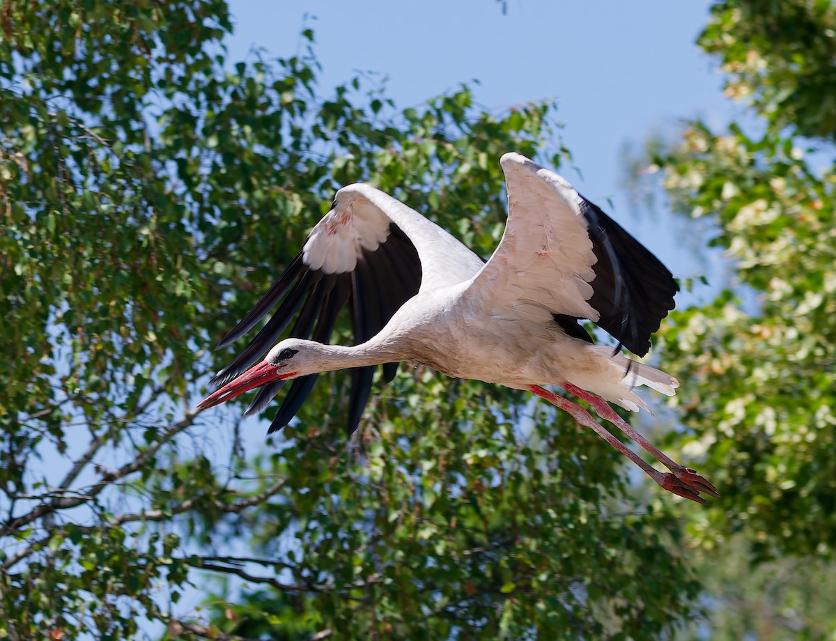 White Stork - ML639456753