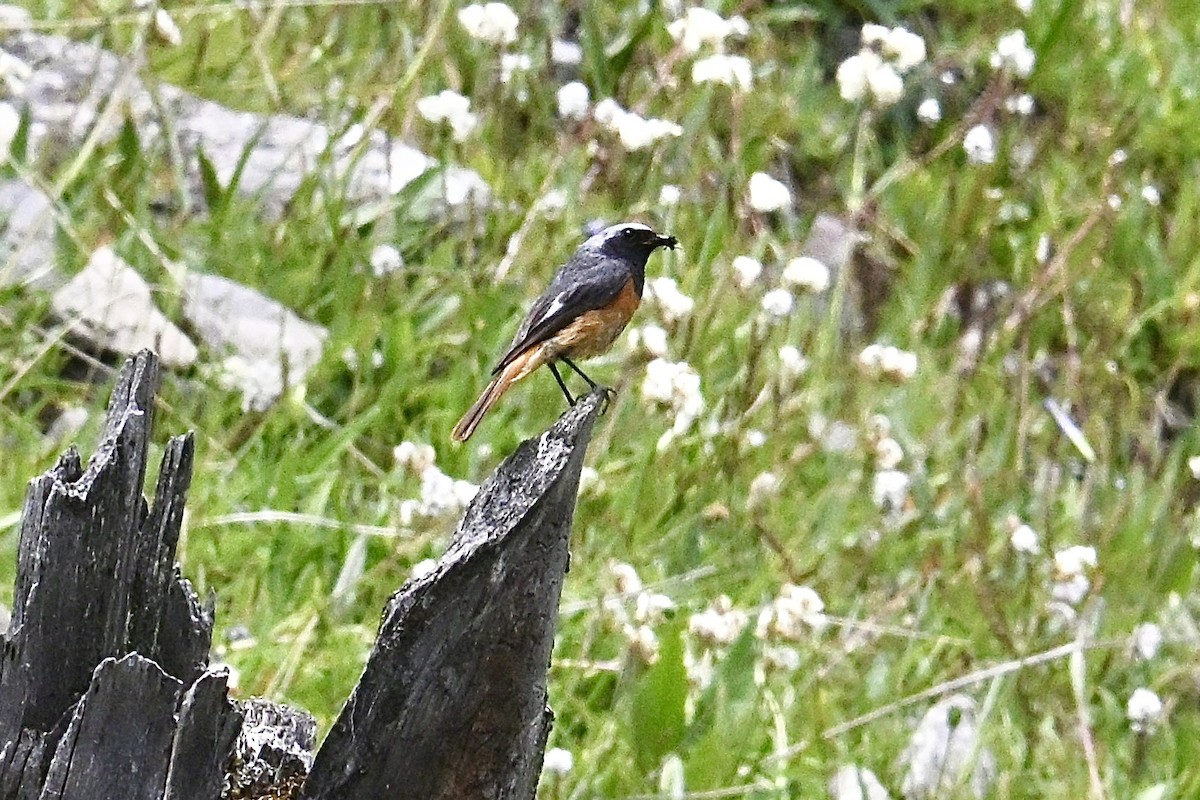 Hodgson's Redstart - ML639456803
