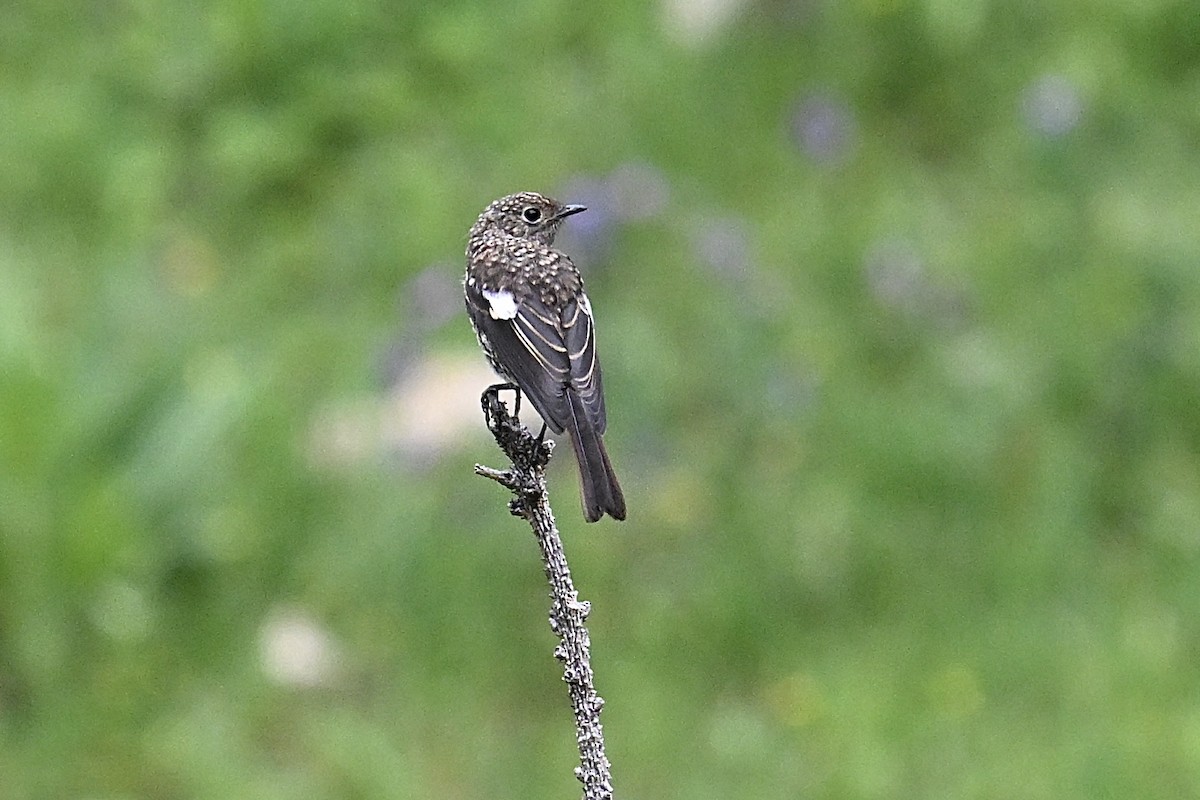 White-throated Redstart - ML639456809