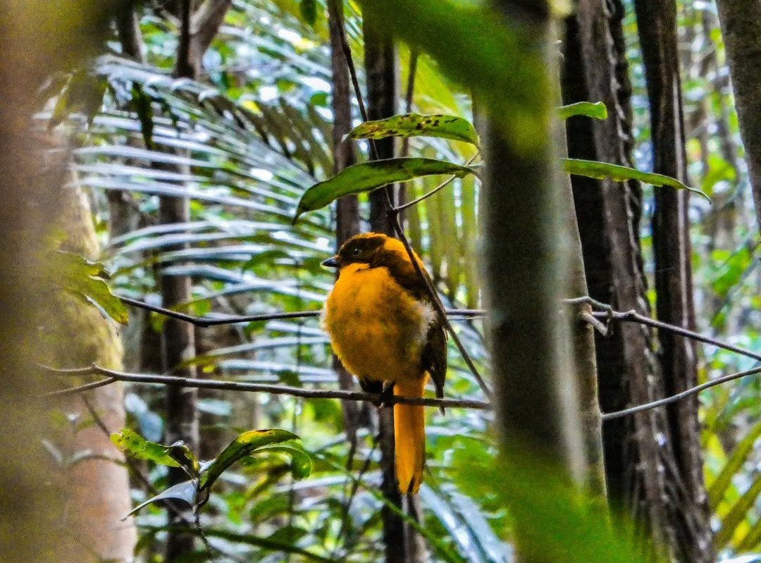 Golden Bowerbird - ML639456817
