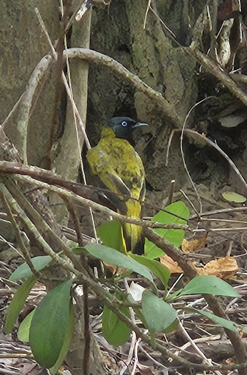 Black-headed Bulbul - ML639456862