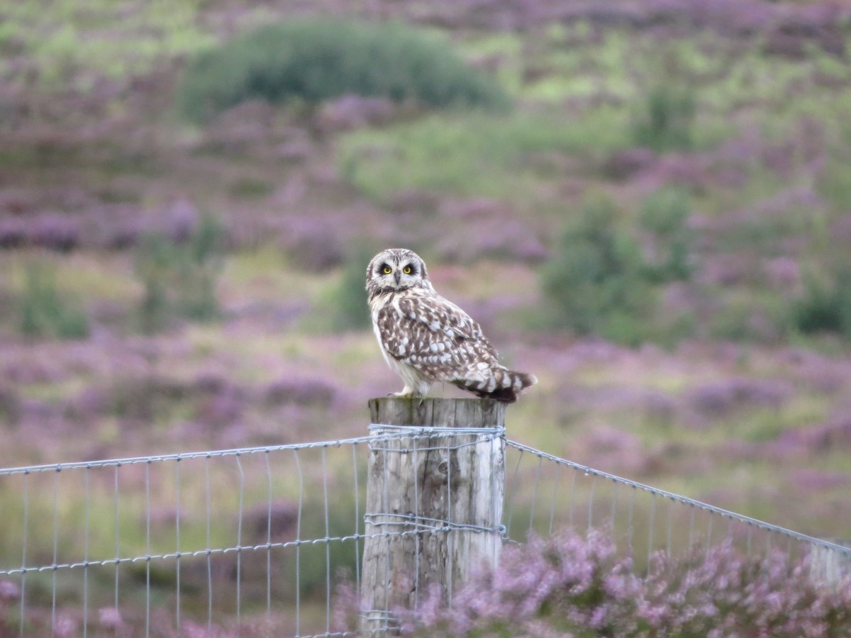 Short-eared Owl - ML639457102