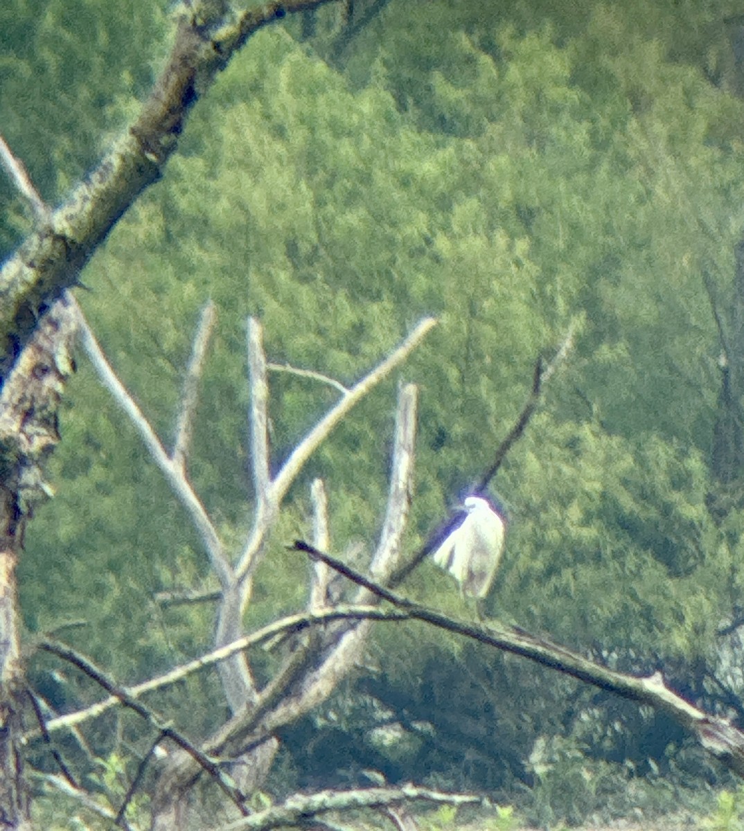 Little Blue Heron - ML639457164