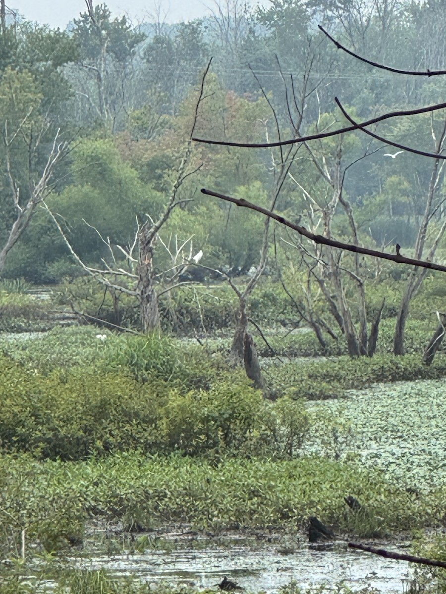 Little Blue Heron - ML639457165