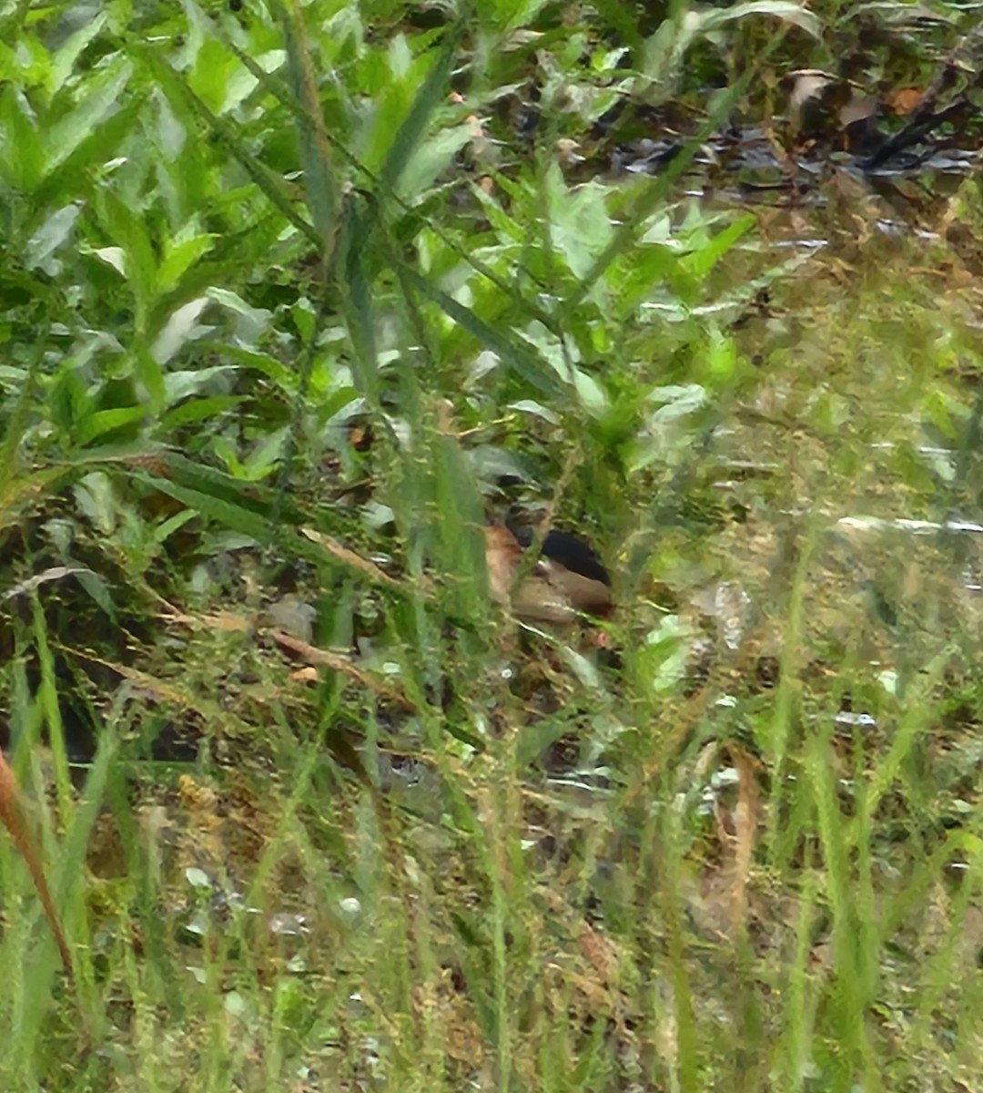 Least Bittern - ML639457192