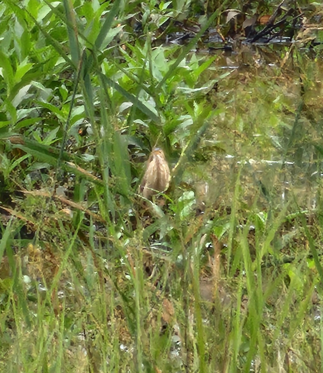 Least Bittern - ML639457201