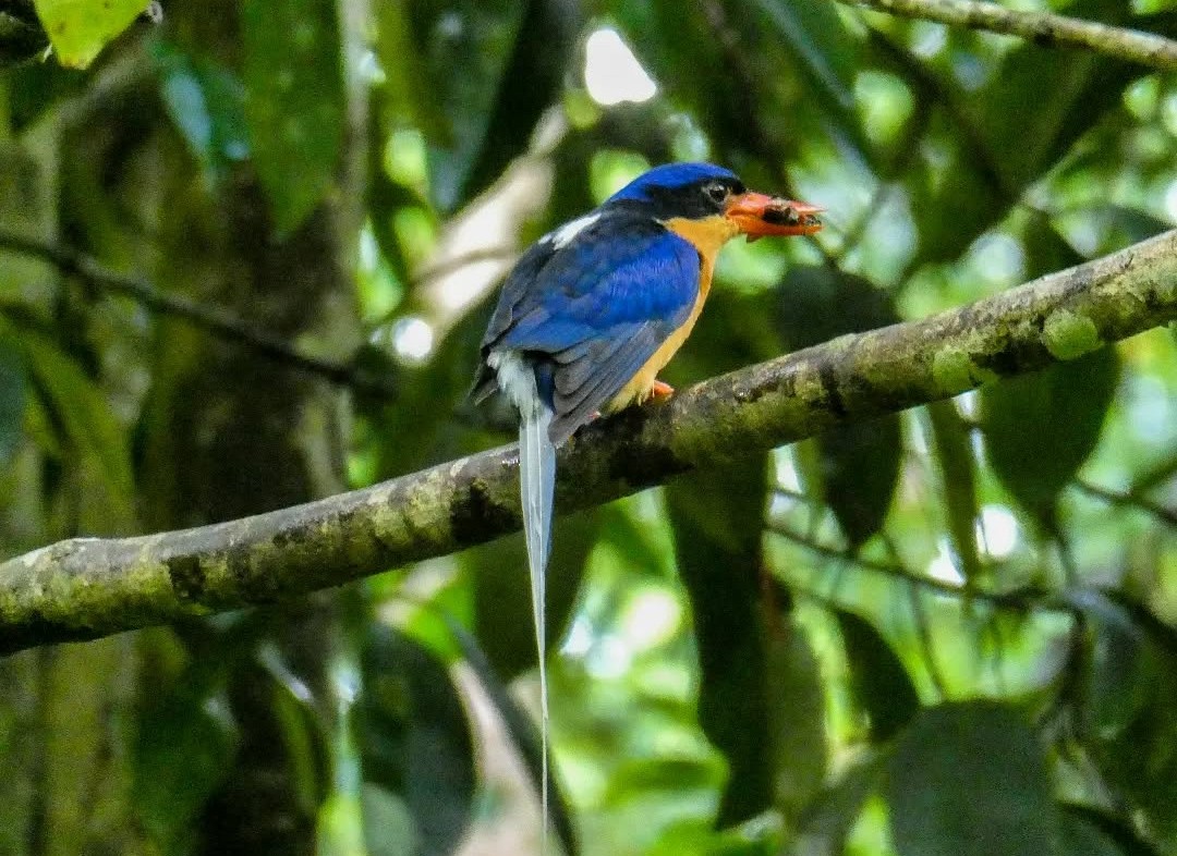 Buff-breasted Paradise-Kingfisher - ML639457257