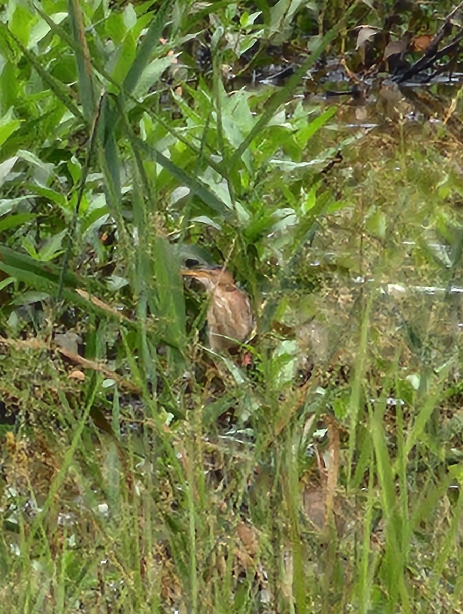 Least Bittern - ML639457282