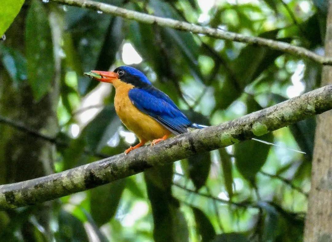 Buff-breasted Paradise-Kingfisher - ML639457321