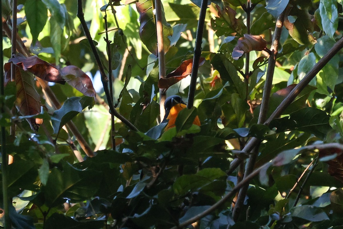 Black-fronted Bushshrike - ML639457343