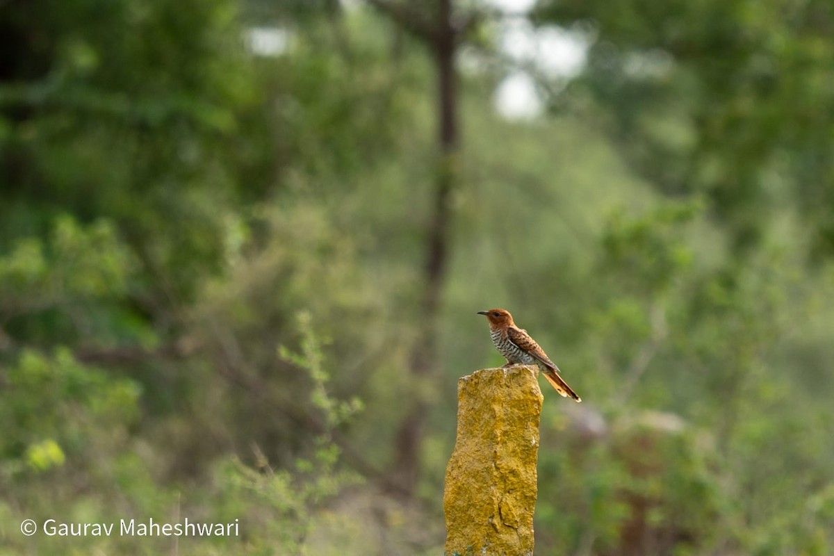 Gray-bellied Cuckoo - ML639457344