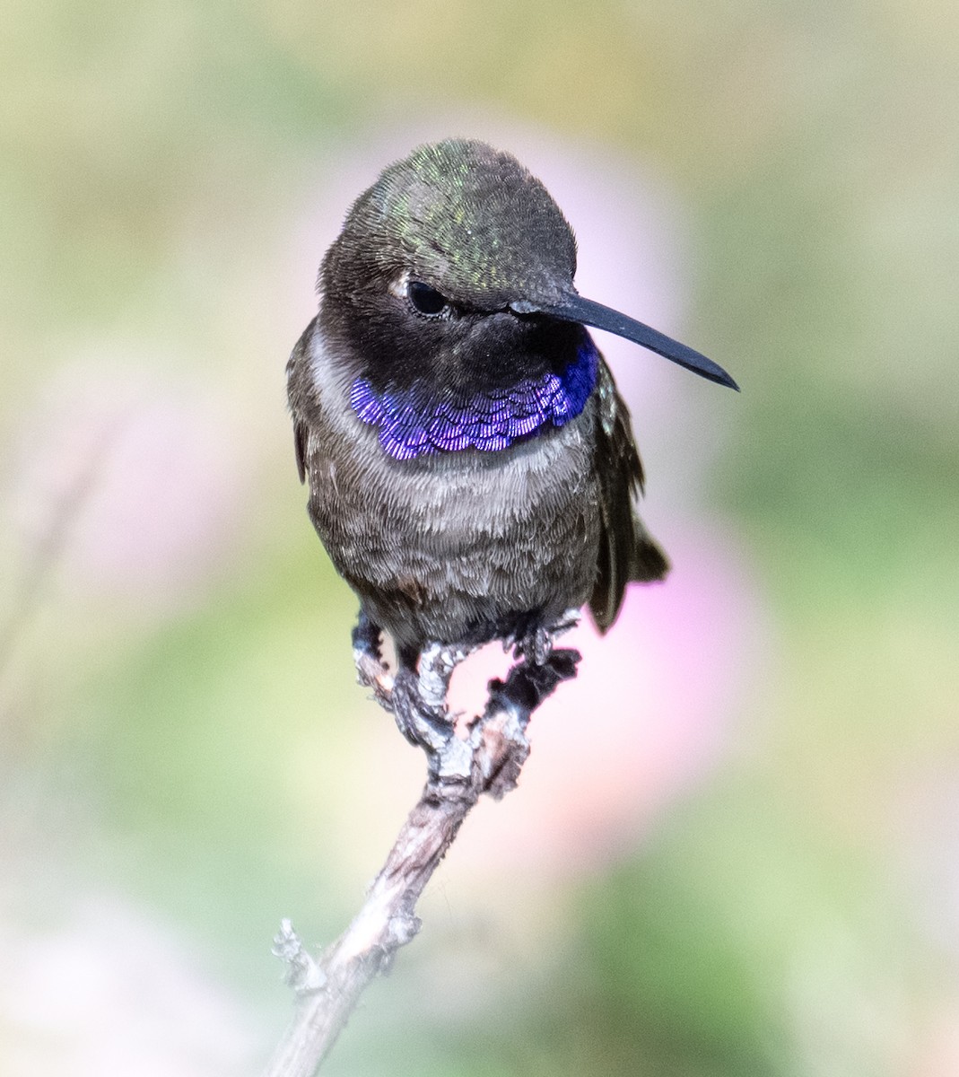 Black-chinned Hummingbird - ML639457363