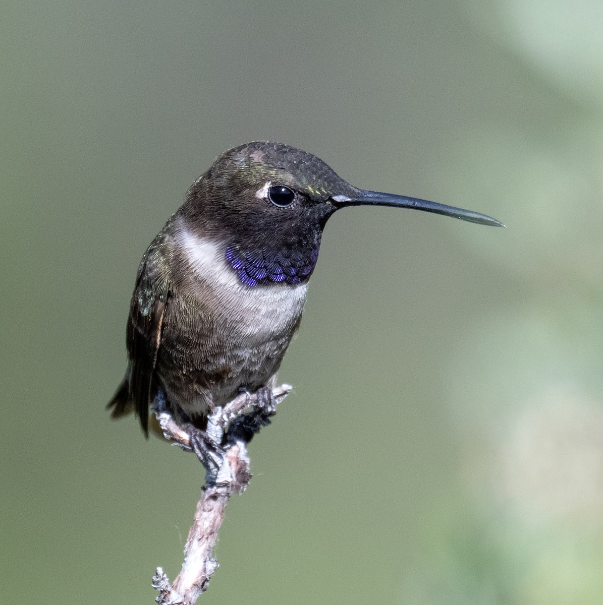 Black-chinned Hummingbird - ML639457364