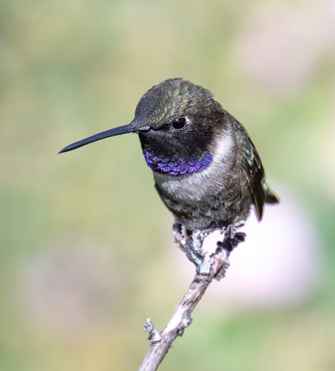Black-chinned Hummingbird - ML639457365