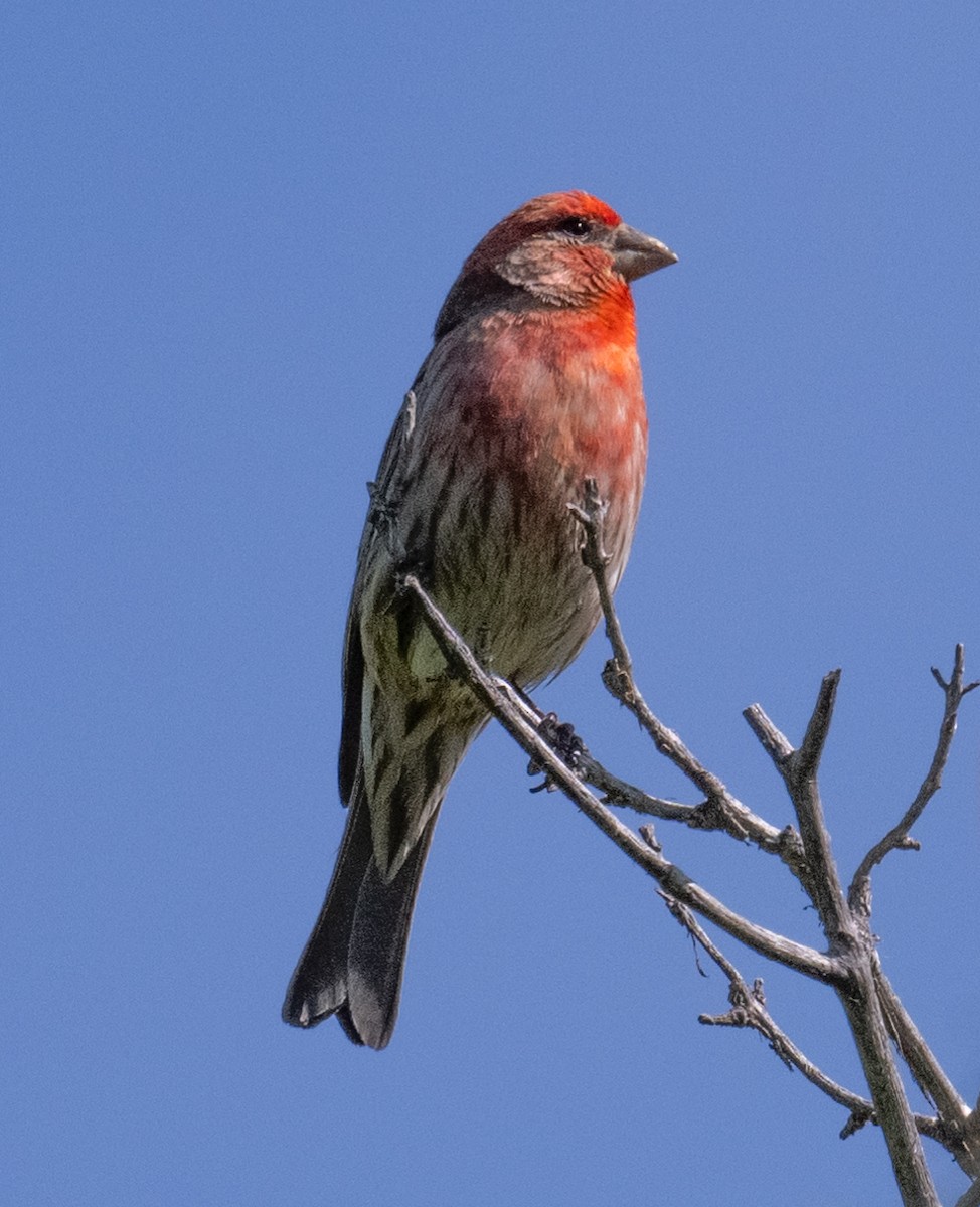 House Finch - ML639457408