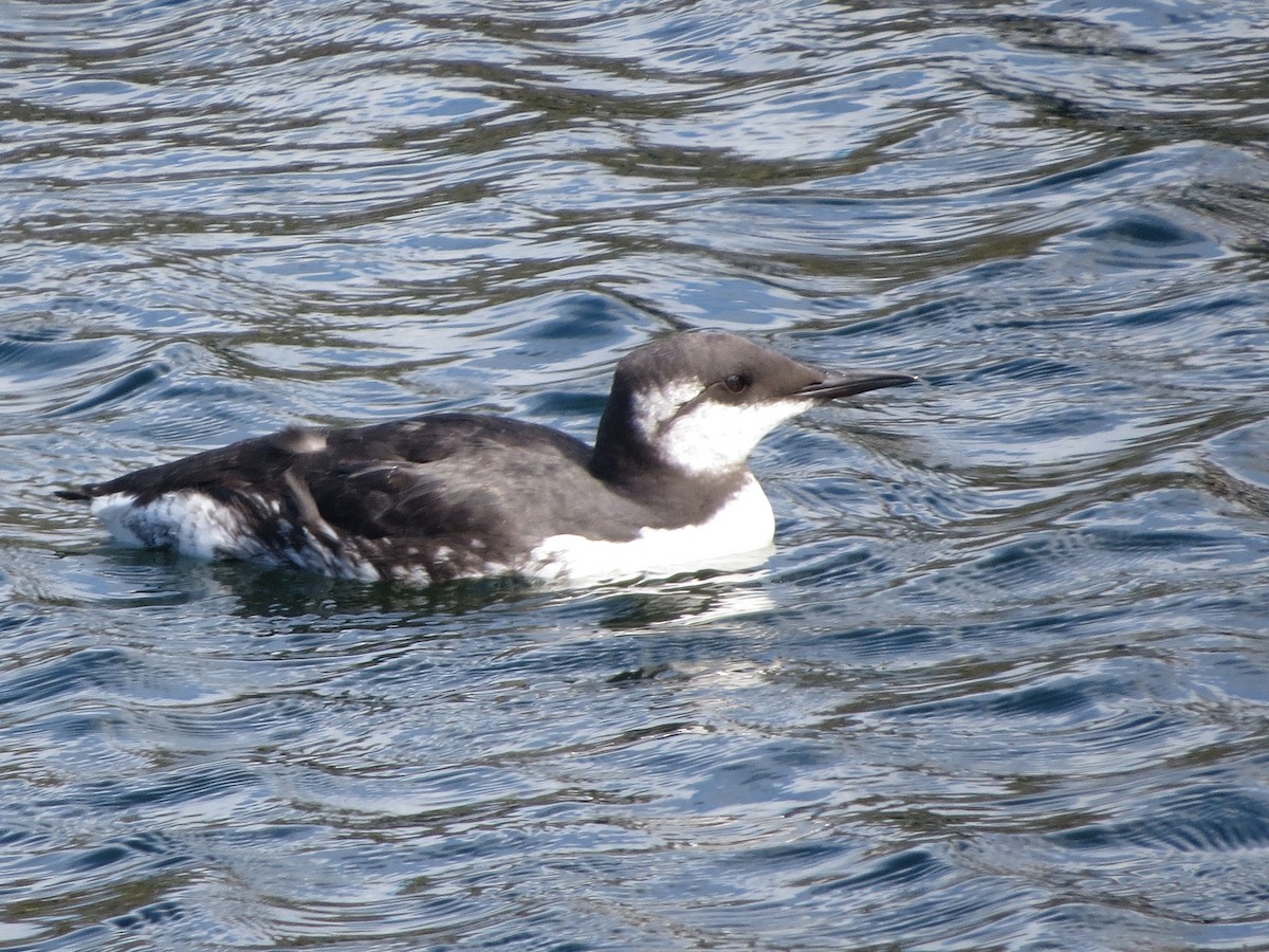 Common Murre - ML639457433