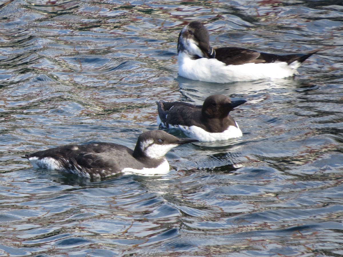 Common Murre - ML639457434