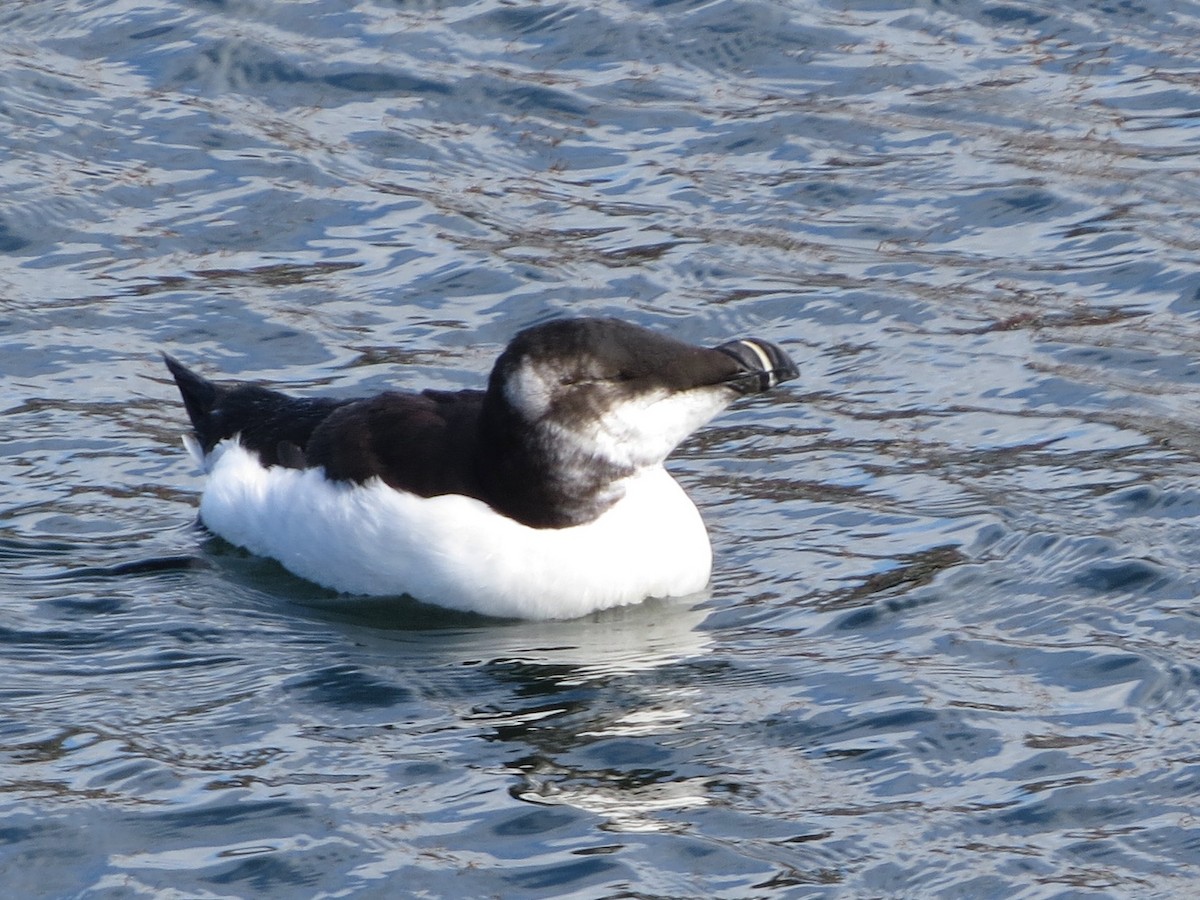 Razorbill - ML639457441