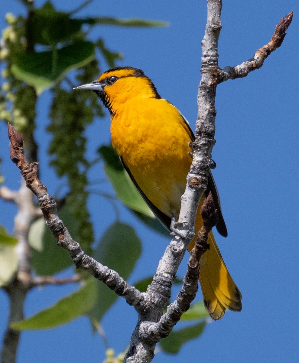 Bullock's Oriole - ML639457443