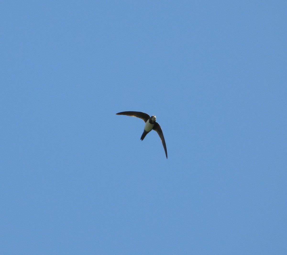 Alpine Swift - ML639457467