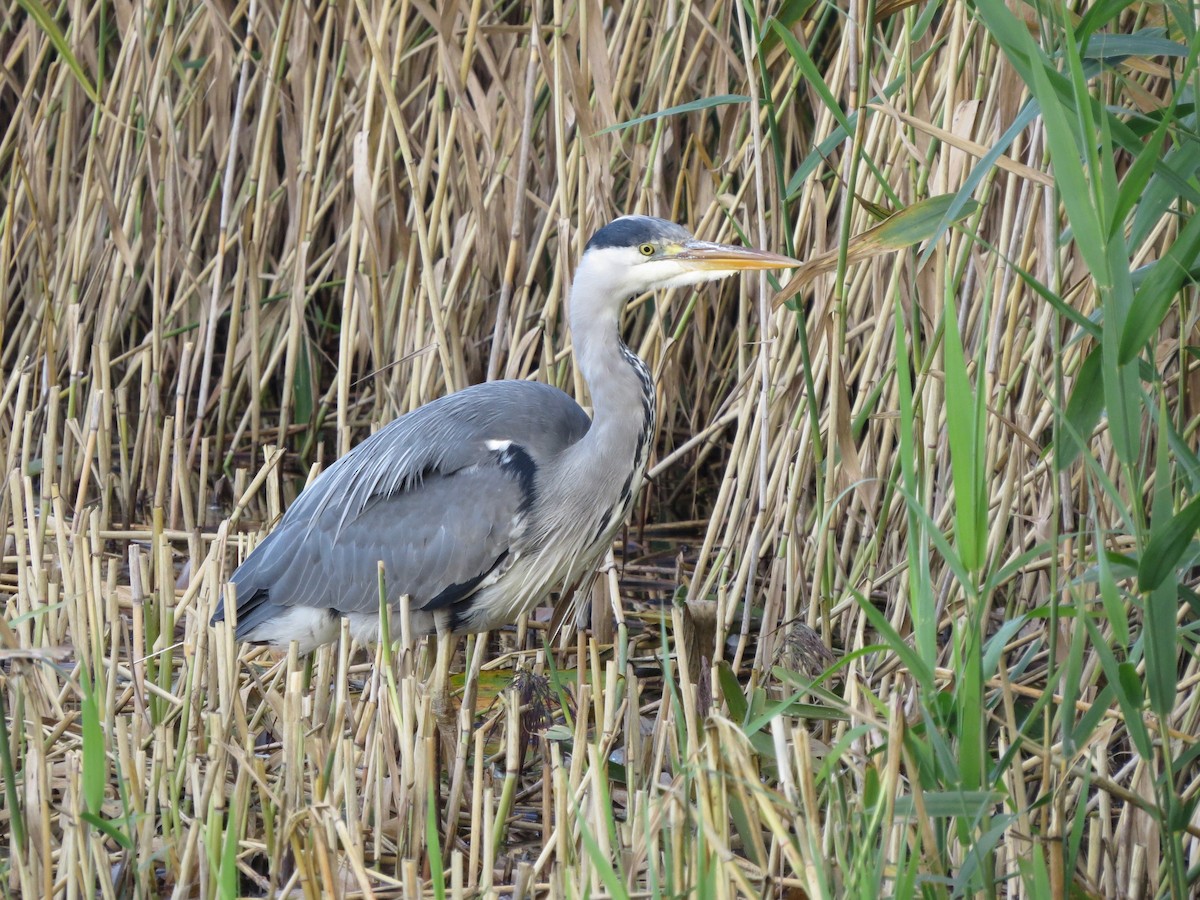 Gray Heron - ML639457589
