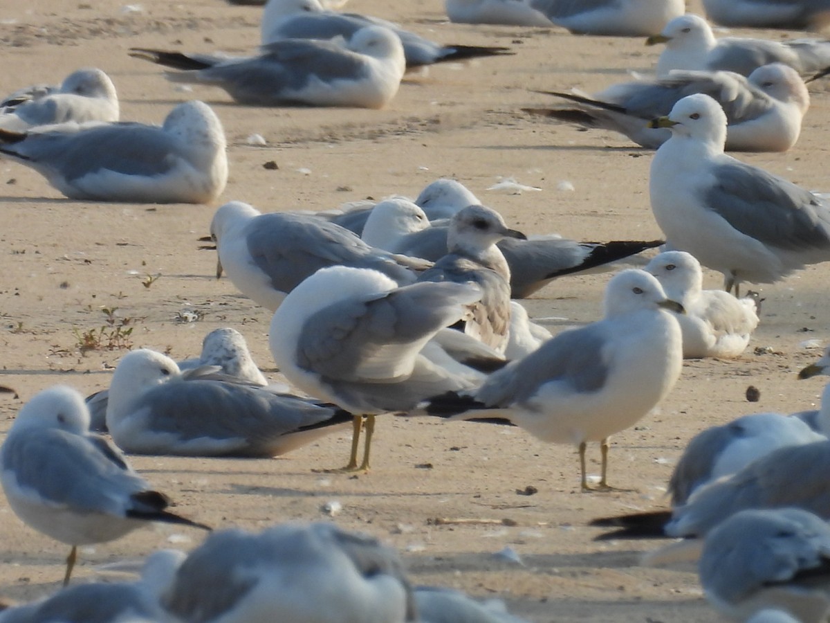Short-billed Gull - ML639457647