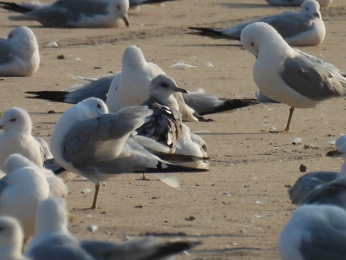 Short-billed Gull - ML639457648