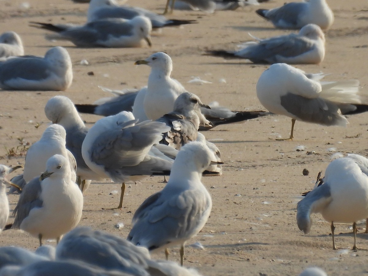 Short-billed Gull - ML639457649
