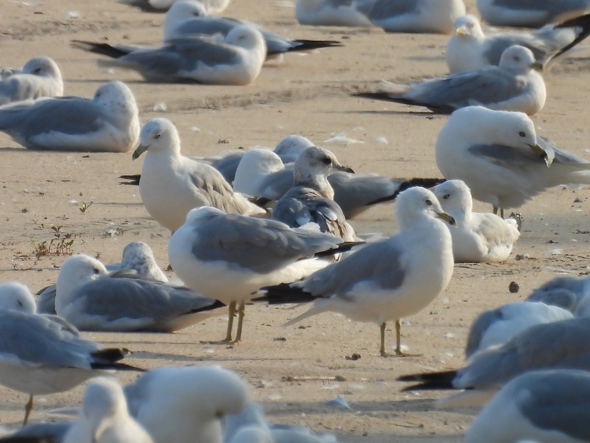 Short-billed Gull - ML639457650