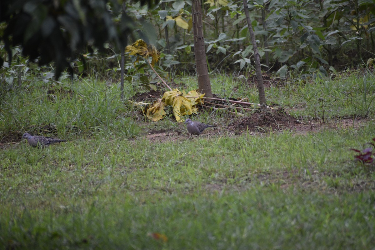 Spotted Dove - ML639457652