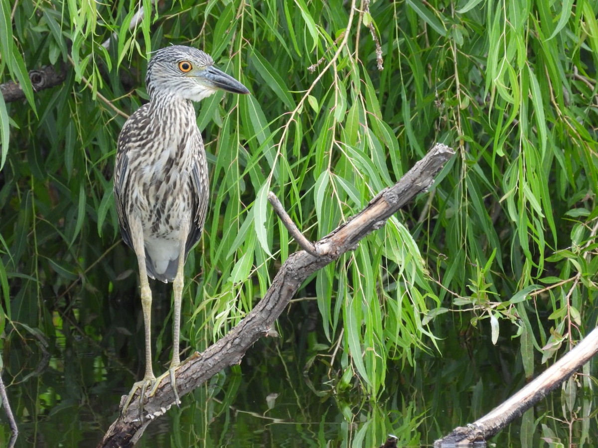 Yellow-crowned Night Heron - ML639457700
