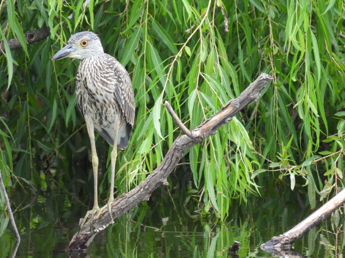 Yellow-crowned Night Heron - ML639457701