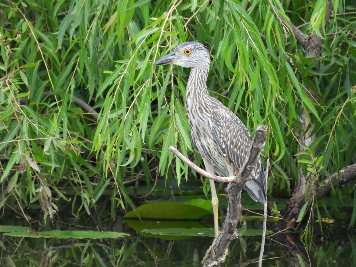 Yellow-crowned Night Heron - ML639457702