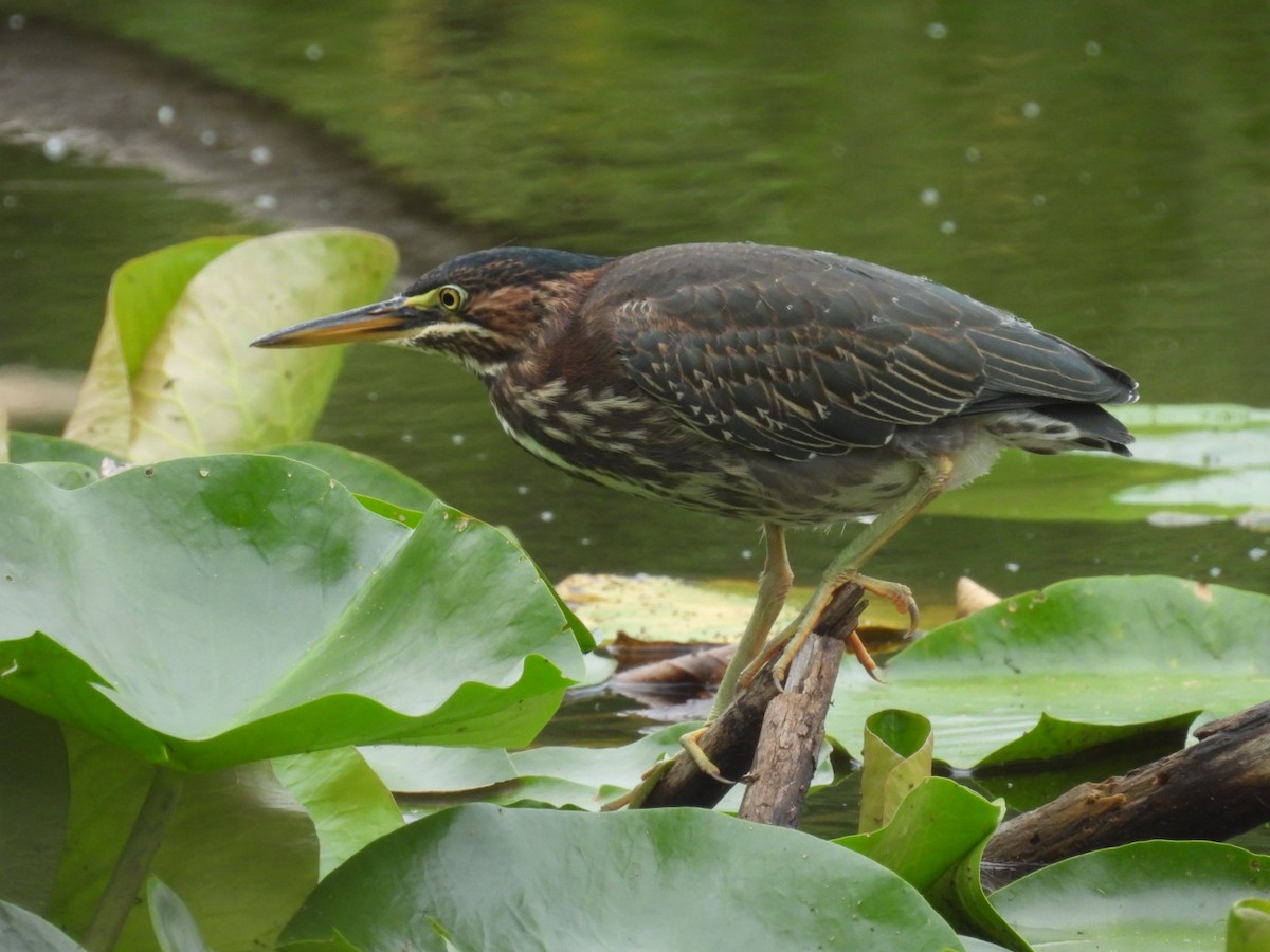 Green Heron - ML639457710