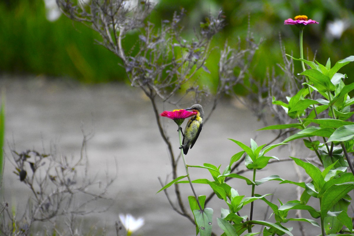 Purple Sunbird - ML639457716