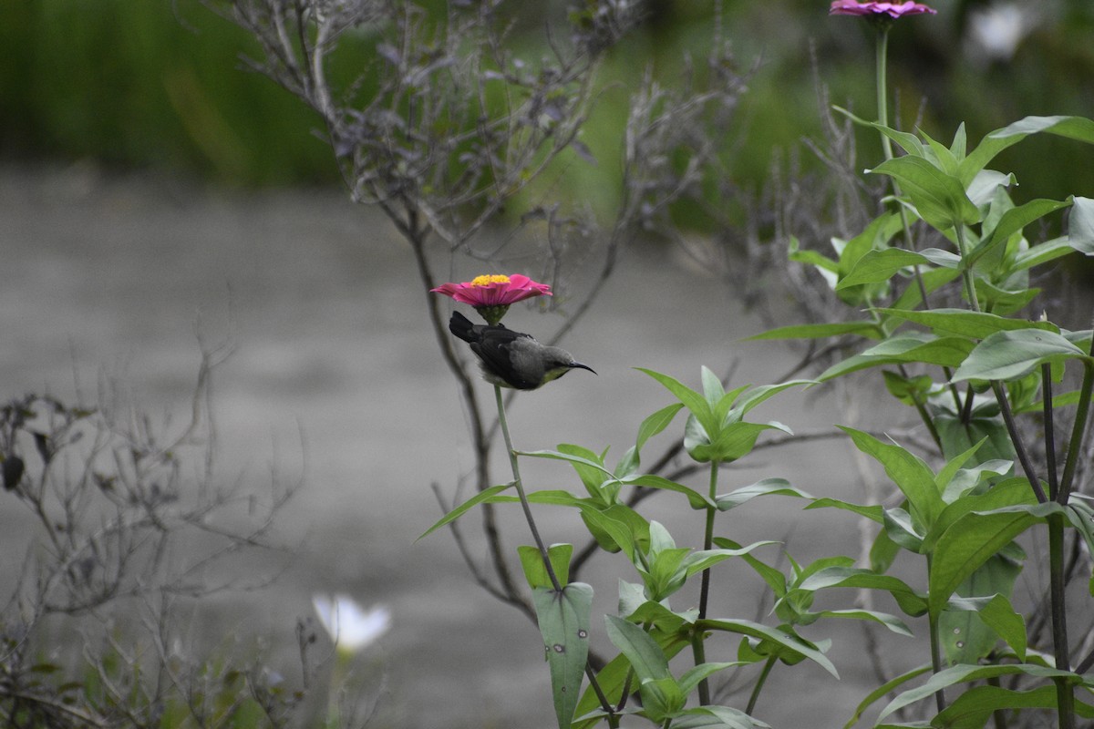 Purple Sunbird - ML639457720