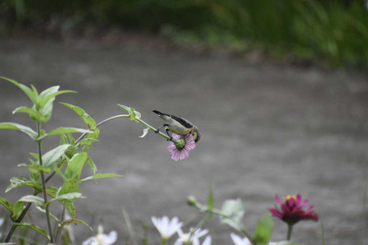 Purple Sunbird - ML639457721