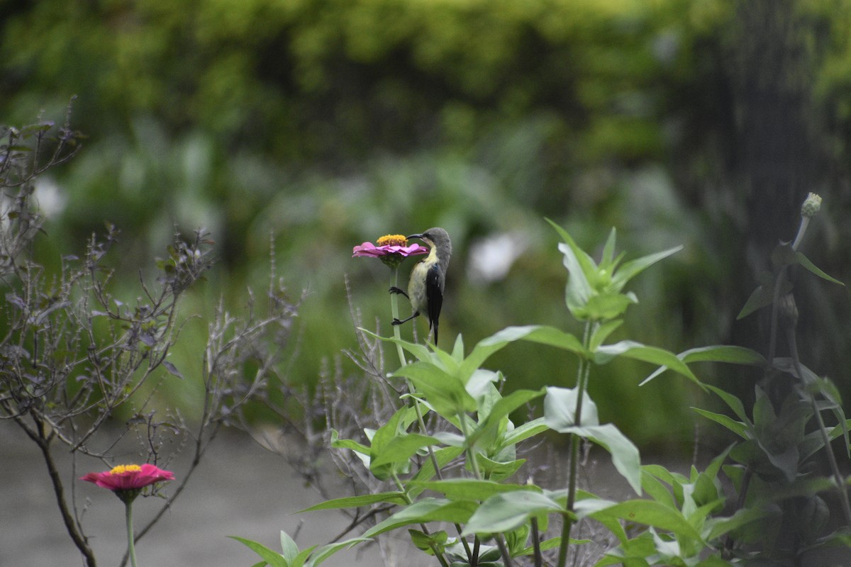 Purple Sunbird - ML639457722