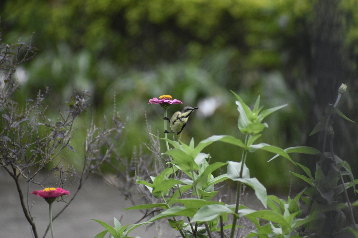 Purple Sunbird - ML639457723