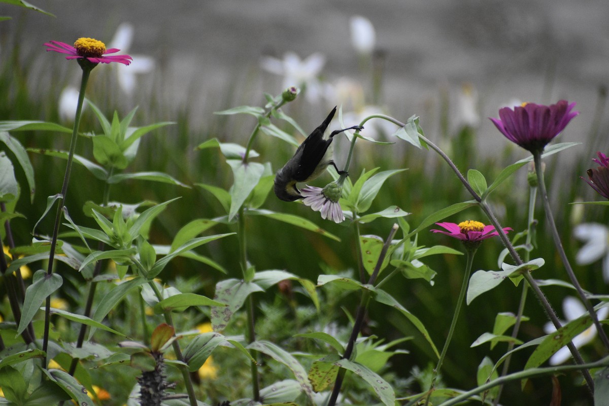 Purple Sunbird - ML639457724