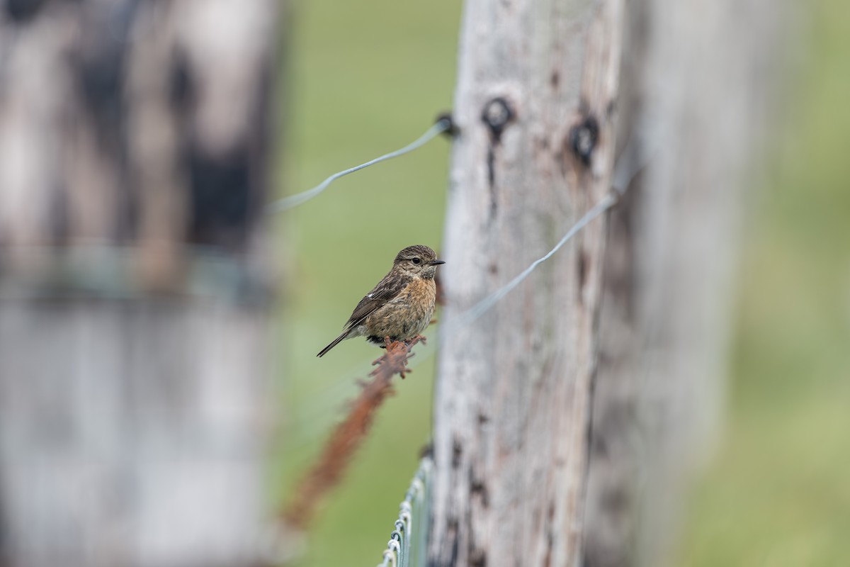 European Stonechat - ML639457727