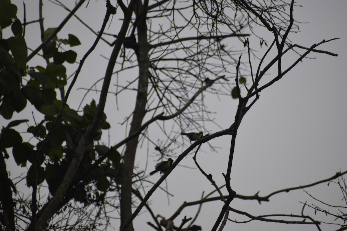 Indian Yellow Tit - ML639457734